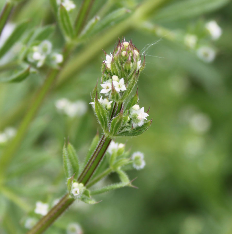 Galium aparine / Caglio asprello